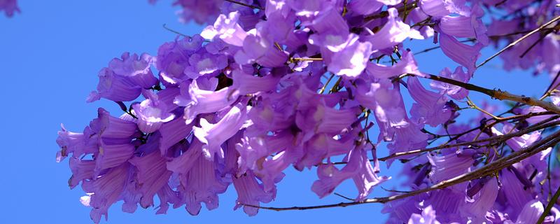 蓝花楹有什么花语，代表宁静深远、忧郁绝望等含义