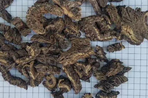 漏芦如何繁殖，可种子繁殖也可分株繁殖