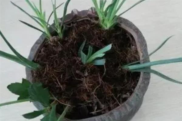 漏芦如何繁殖，可种子繁殖也可分株繁殖
