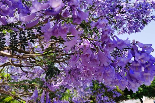 蓝花楹有什么花语，代表宁静深远、忧郁绝望等含义