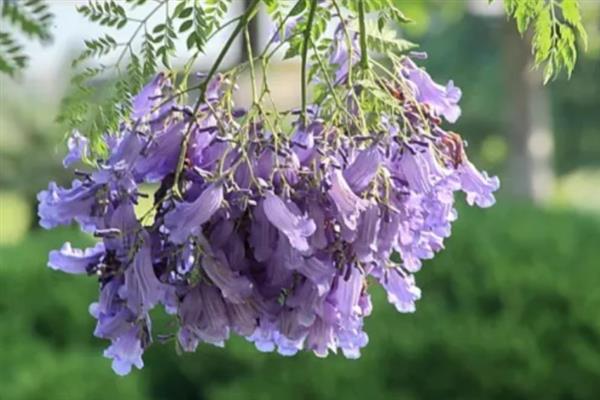 蓝花楹有什么花语，代表宁静深远、忧郁绝望等含义