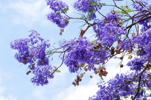 蓝花楹有什么花语，代表宁静深远、忧郁绝望等含义
