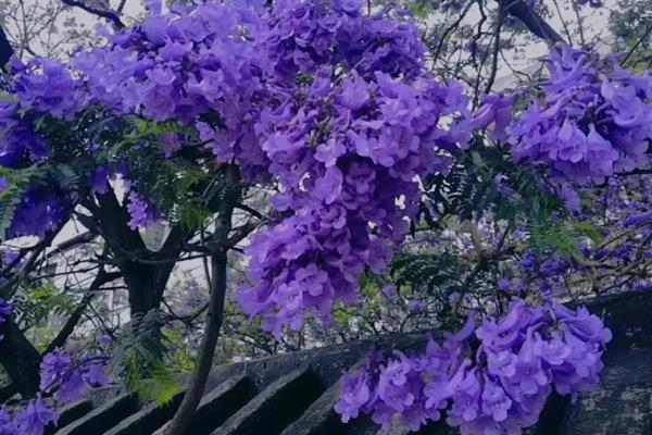 蓝花楹有什么花语，代表宁静深远、忧郁绝望等含义