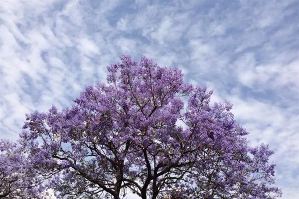 蓝花楹有什么花语，代表宁静深远、忧郁绝望等含义