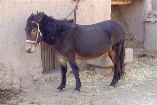 马和驴交配产下的后代是什么，二者配种会生出骡子