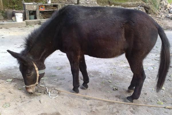 马和驴交配产下的后代是什么，二者配种会生出骡子