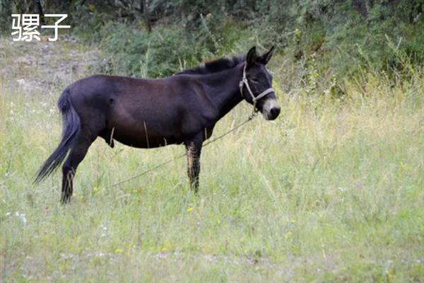 马和驴交配产下的后代是什么，二者配种会生出骡子