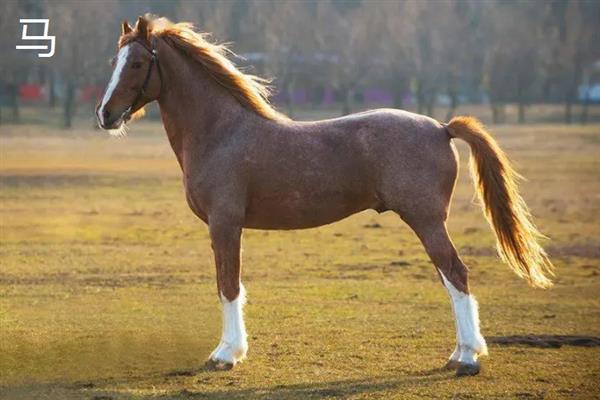 马和驴交配产下的后代是什么，二者配种会生出骡子