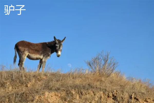 马和驴交配产下的后代是什么，二者配种会生出骡子