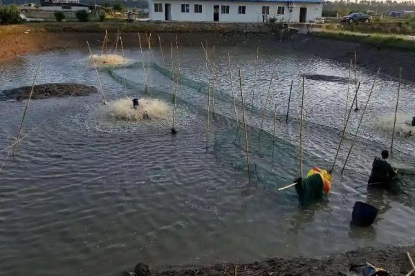 养殖黄骨鱼需要什么水质，要求干净洁净、酸碱值保持在7-8.5