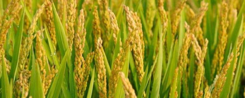 嘉禾优5号水稻种子简介，每亩有效穗15.1万穗