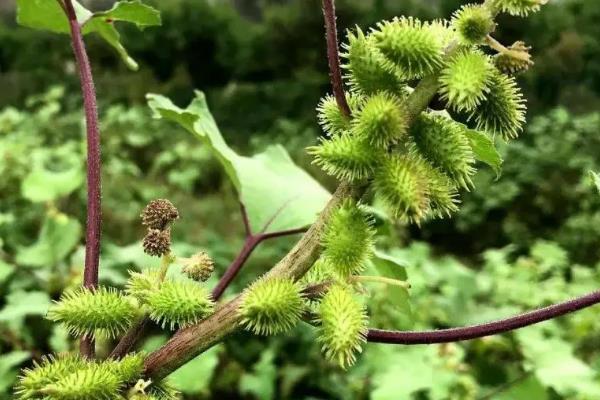 苍耳传播种子依靠什么，可通过动物、风力传播