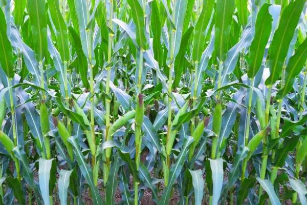 罗黄2号玉米品种的特性，夏播适宜在5月中旬前播种