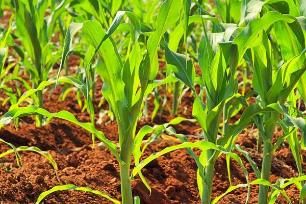 园玉606玉米种子特征特性，平均生育期130天