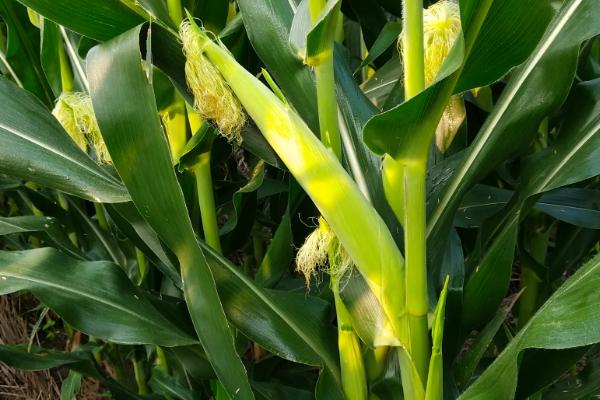 金耕早8号玉米种子特点,大喇叭口期每亩施尿素25千克