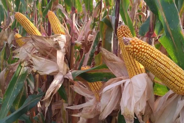 谷中谷2160玉米种子特点，注意防治穗腐病等病虫害