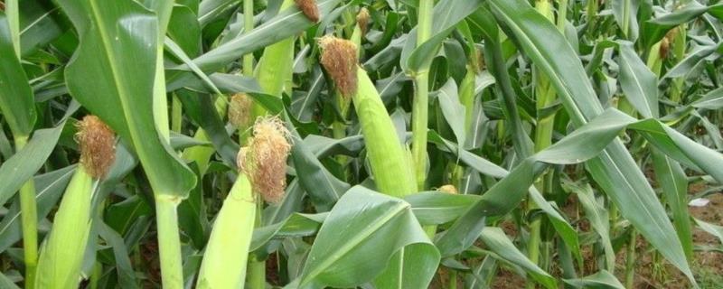 云天粟3号玉米种子简介，平均生育期124.5天