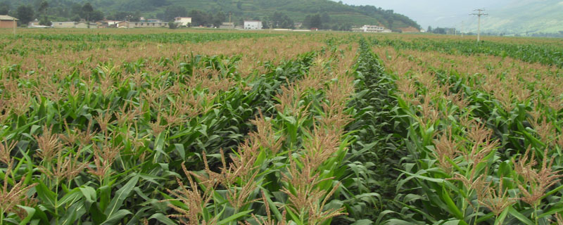 园玉606玉米种子特征特性，平均生育期130天