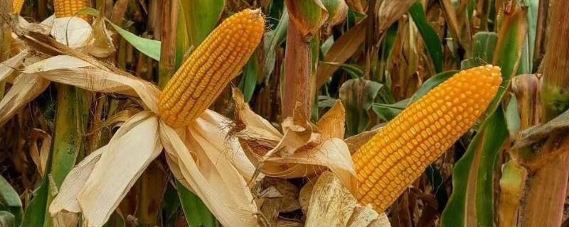文单186玉米种子简介，在中上等肥力地块种植
