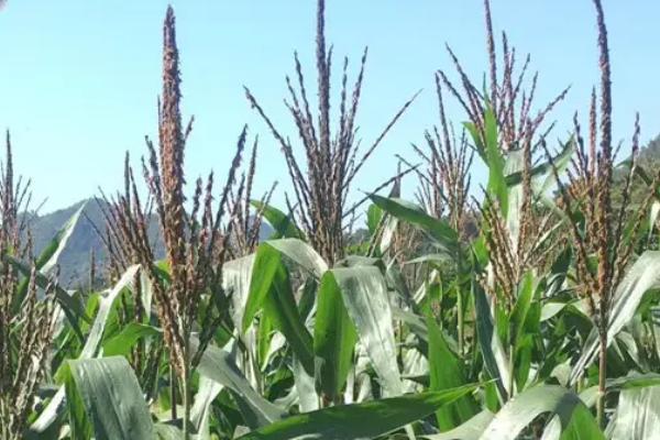 盛馨7号玉米种子特征特性，夏播适宜在5月中旬前播种