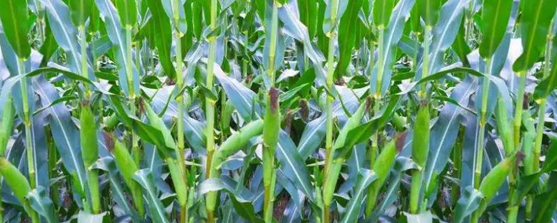 金耕早8号玉米种子特点，大喇叭口期每亩施尿素25千克