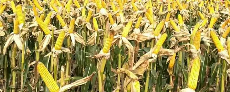 农大4462玉米品种简介，中抗茎腐病