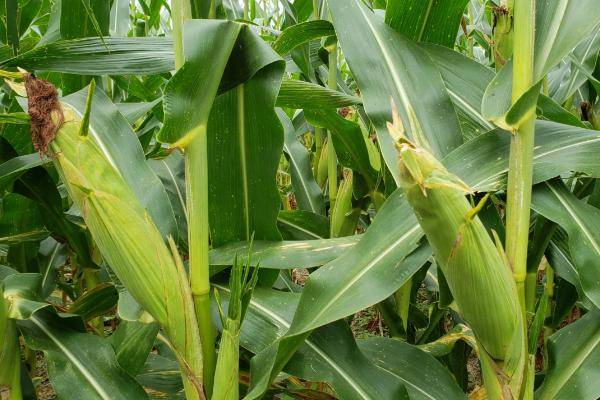 农大4462玉米品种简介，中抗茎腐病