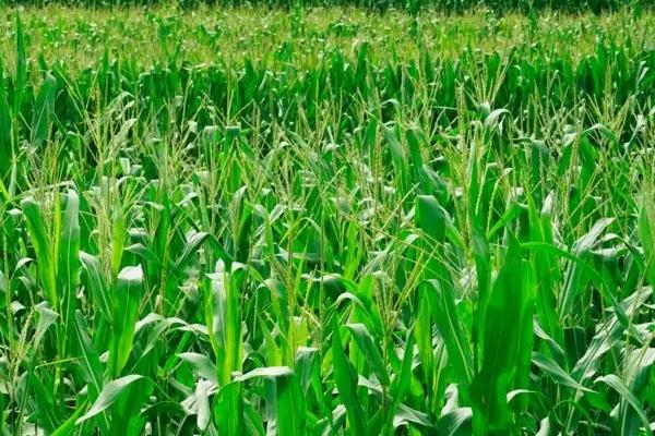 陕单927玉米品种简介，注意防治病虫害