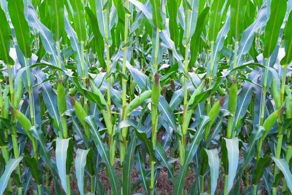 澳早61玉米品种简介，密度3000株/亩左右