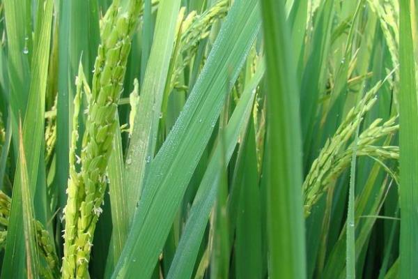 西纯298小麦品种简介，注意防治病虫害