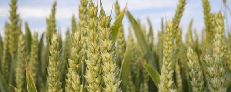 西农536小麦种子简介，注意防治病虫害