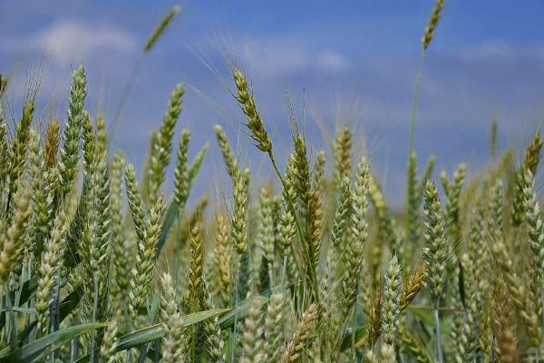 西农536小麦种子简介，注意防治病虫害