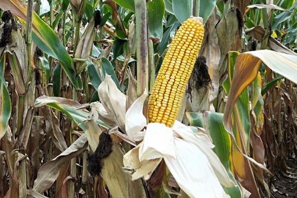 中玉335玉米种子介绍，注意防治大斑病及丝黑穗病