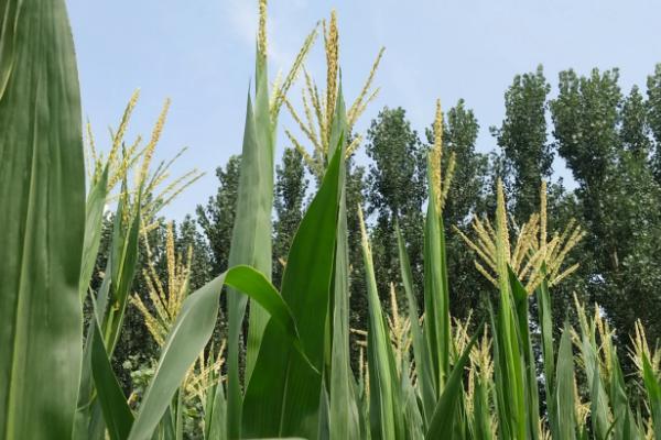 金灵州1806玉米种子特点，苗期防治地老虎等地下害虫