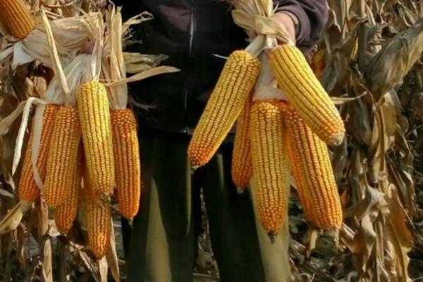 金灵州1806玉米种子特点，苗期防治地老虎等地下害虫