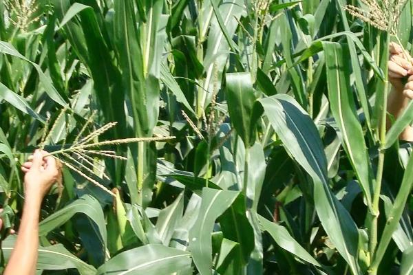 正大901玉米种子介绍,中抗南方锈病