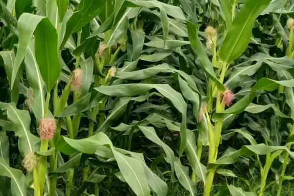 MZ2204玉米种子简介，生育期121天