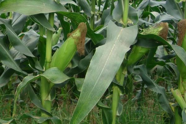 MZ2204玉米种子简介，生育期121天