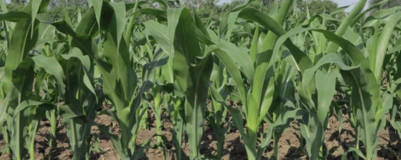 中玉335玉米种子介绍，注意防治大斑病及丝黑穗病