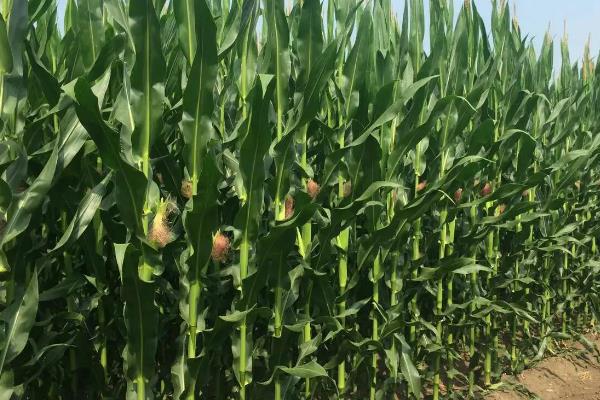 MS1819玉米品种的特性，机械或人工播种