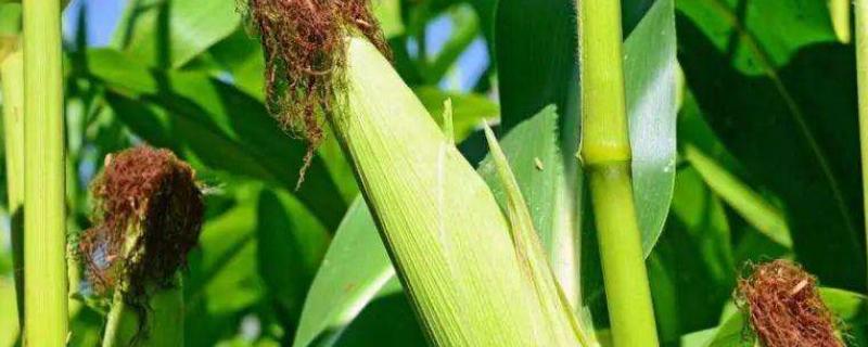 美玉爽甜糯502玉米种子介绍，注意防治南方锈病