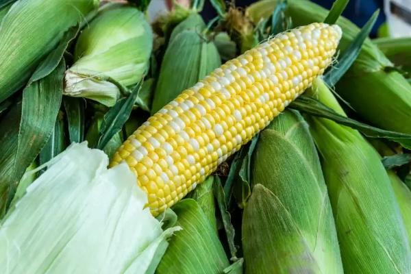 正大901玉米种子介绍,中抗南方锈病