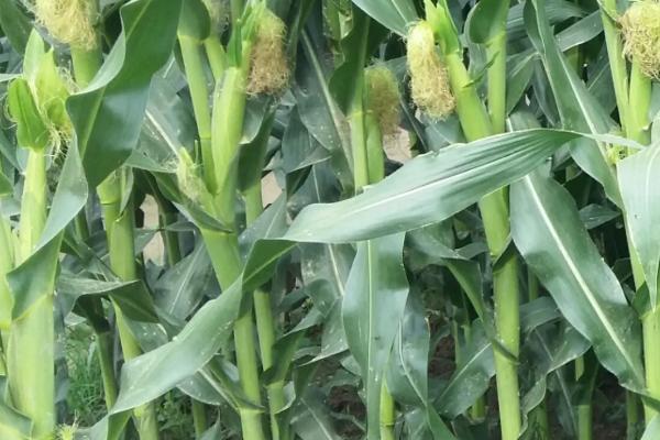 敦研616玉米种子介绍，中抗茎腐病