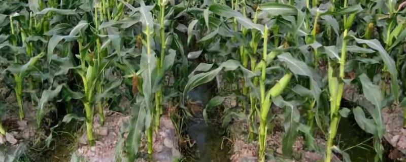 顺昌818玉米品种简介，适宜播种期6月上中旬