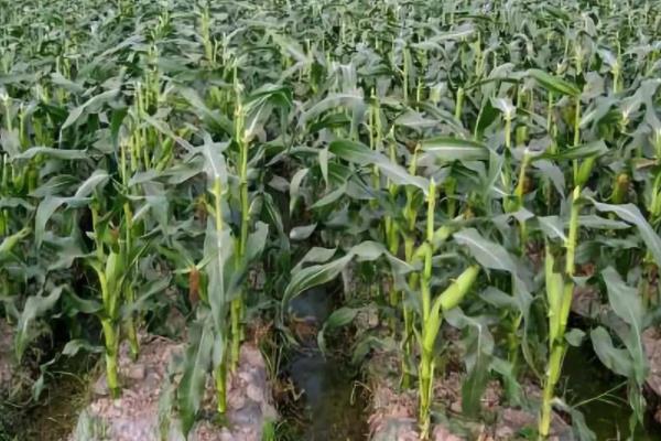 科泰919玉米种子介绍，中抗穗腐病