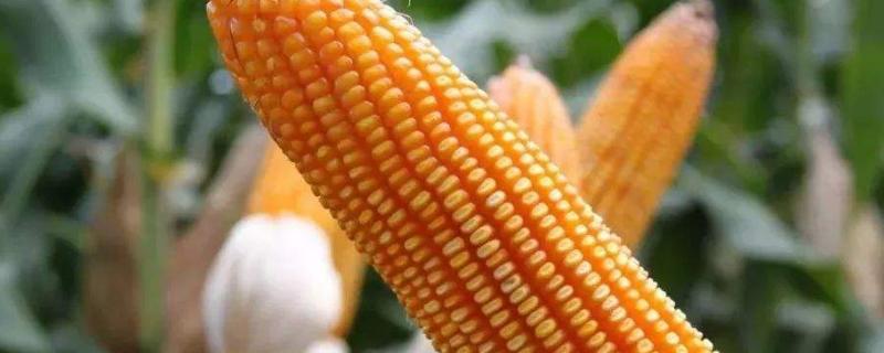 大天318玉米种子简介，中抗纹枯病