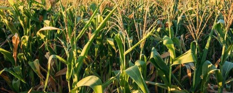 天育658玉米品种简介，中抗大斑病