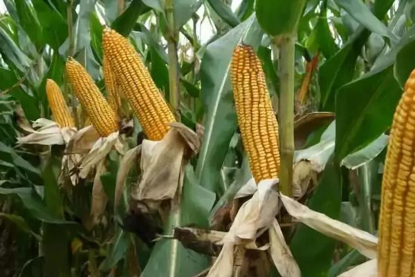 大好863玉米种子特点，中抗茎腐病