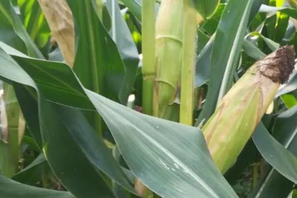 科泰919玉米种子介绍，中抗穗腐病