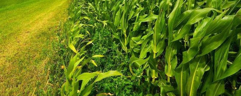 大好863玉米种子特点，中抗茎腐病
